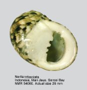 Nerita trifasciata (4)